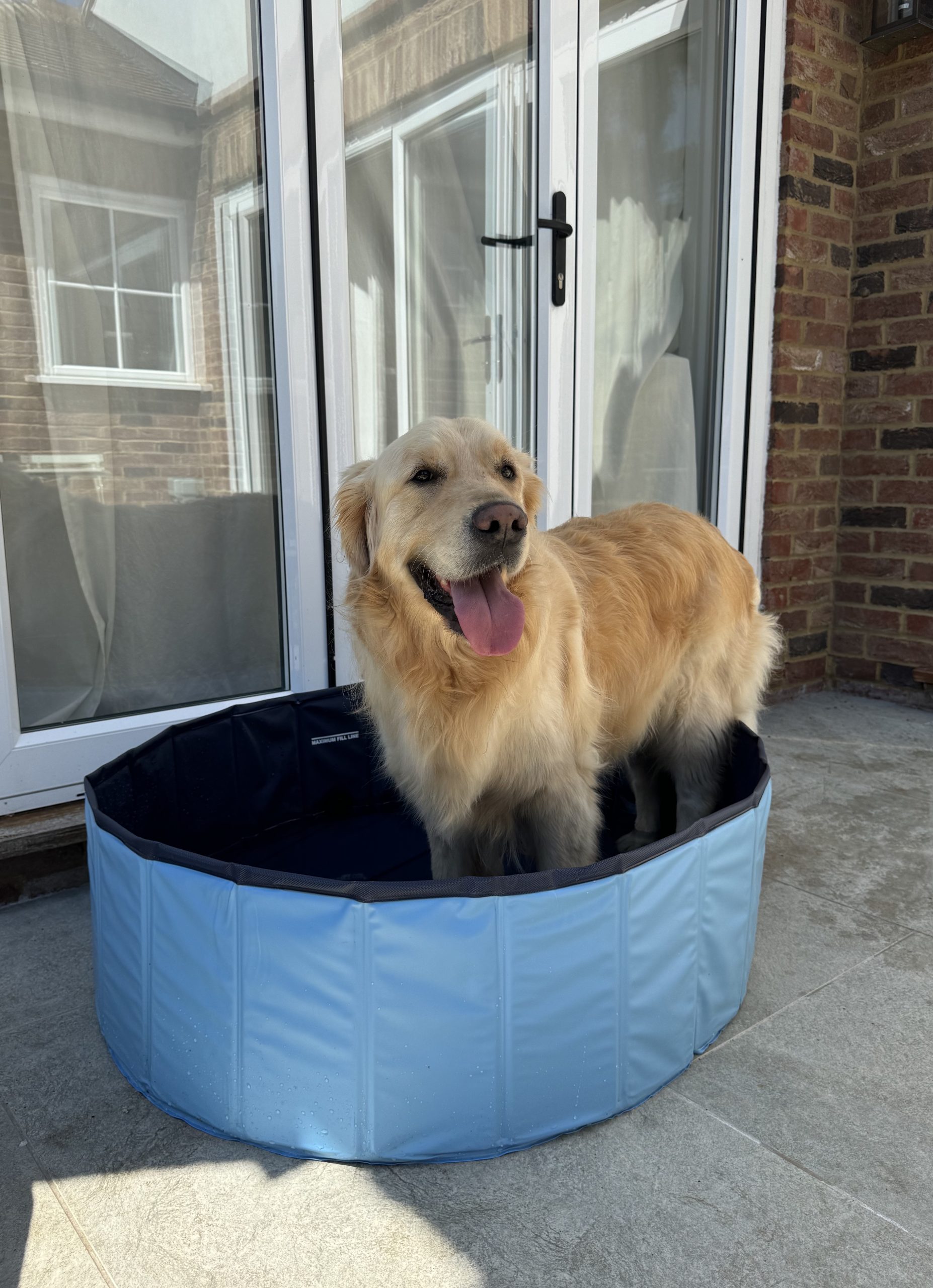 George the Golden Retriever in his paddling pool