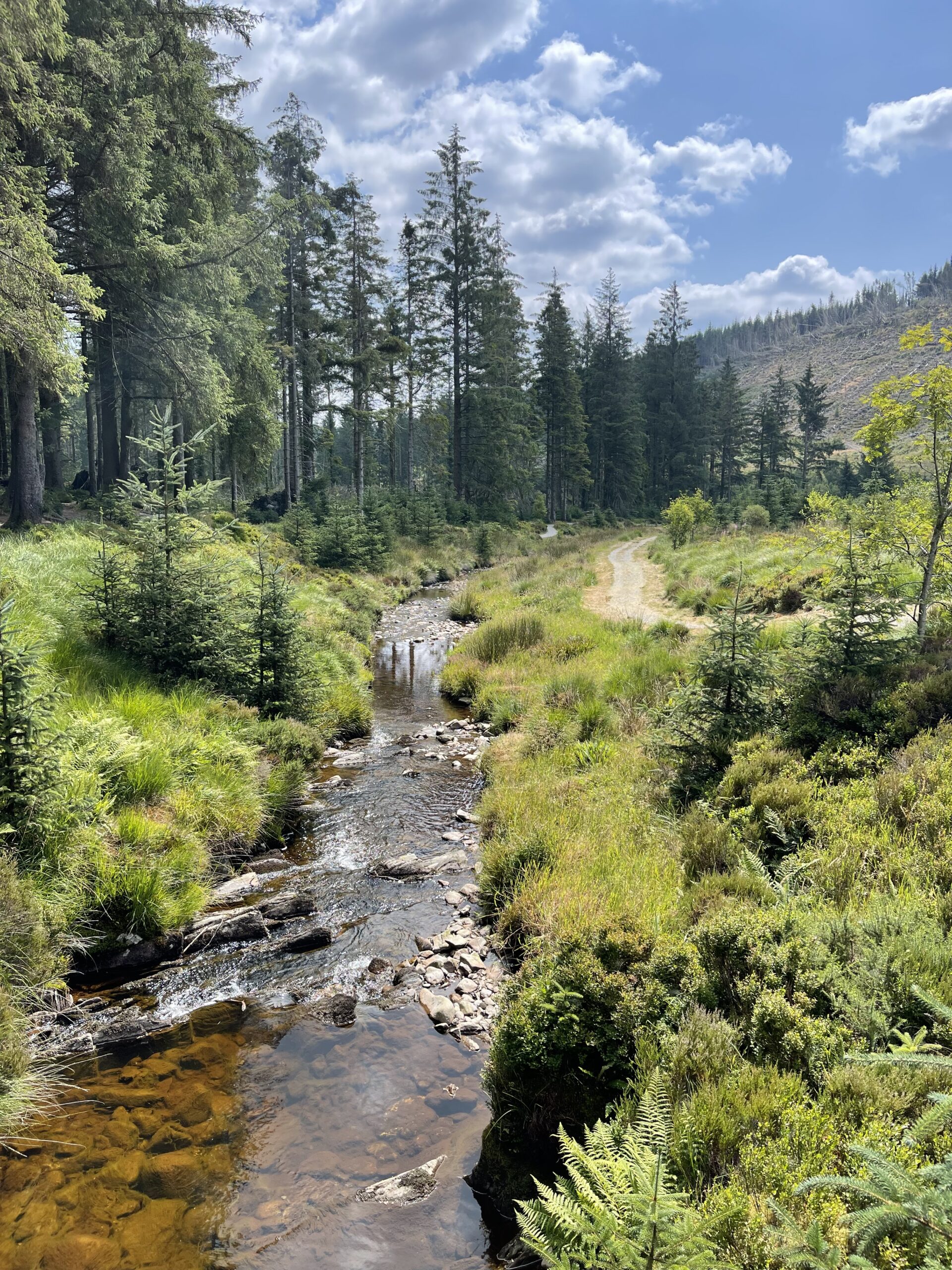 River Severn at Hafren Forest