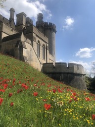 Arundel tulip festival
