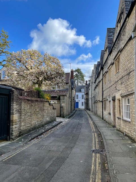 Cirencester magnolia