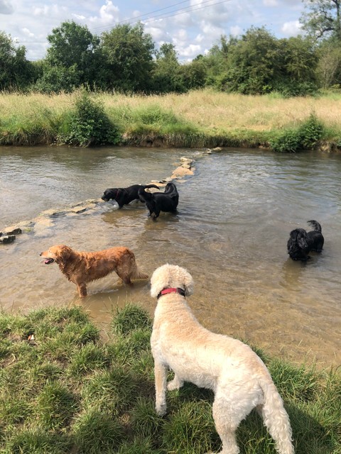 Dogs on the River Churn, Cirencester