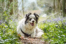 Shadow the Border Collie sitting in bluebells