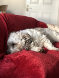 A very sleepy Winnie on one of her blankets