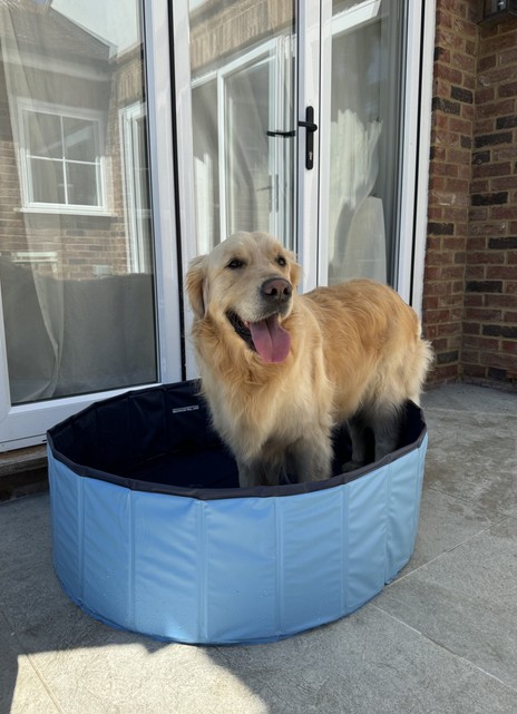 George the Golden Retriever in his paddling pool