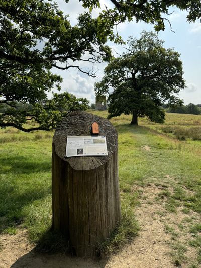 Looking towards Knepp Castle