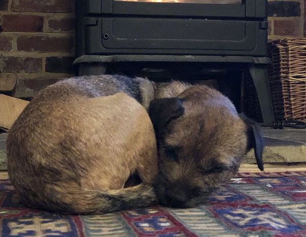 A winter full of housesits!