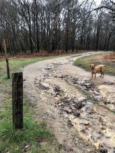 Ruby next to a sign for Pooh Sticks Bridge