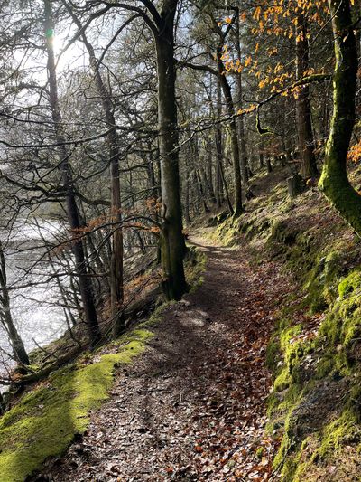Woodland footpath alongside River Garry
