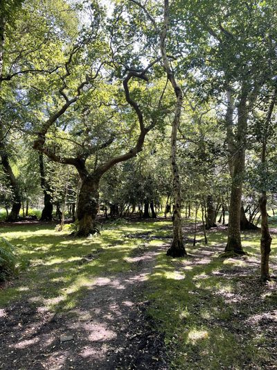 Busketts Lawn, New Forest