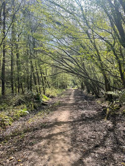 The woodland at Battle Great Wood