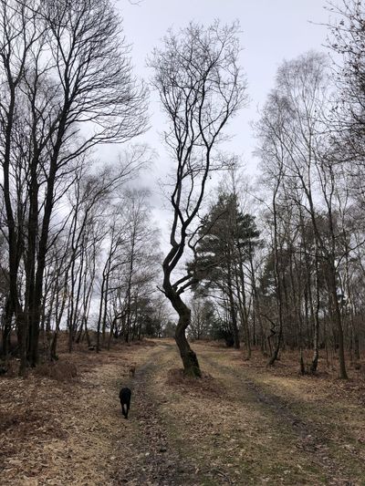 Ruby and Hattie on the Ashdown Forest