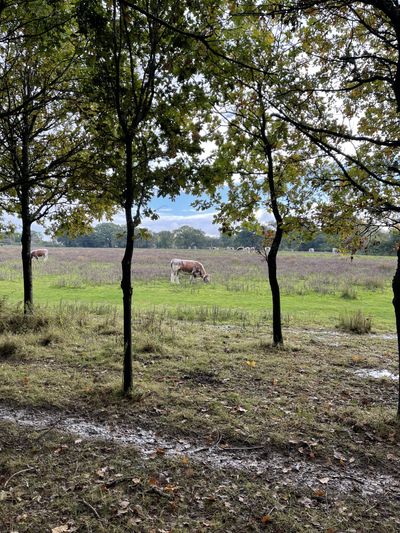 Old English longhorn cattle at Knepp Rewilding Project