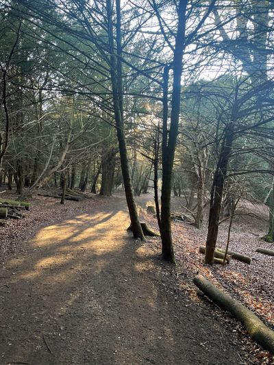 Woodland paths at Box Hill