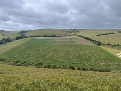 The route overlooks the maze at South Farm, Rodmell