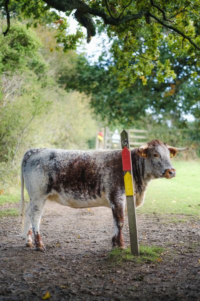 Old English longhorn cattle at Knepp Rewilding Project