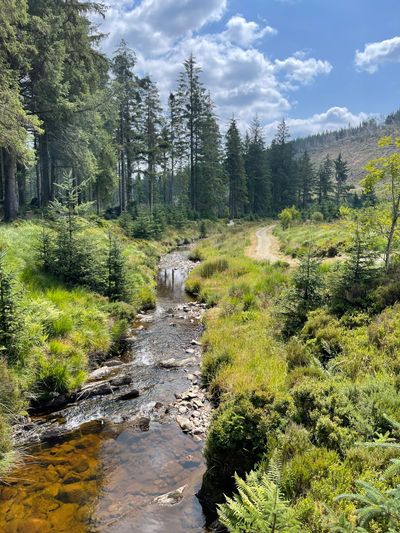 River Severn at Hafren Forest