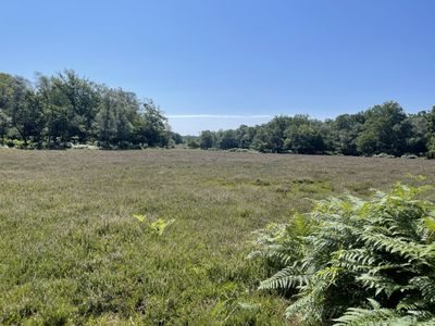 Busketts Lawn, New Forest