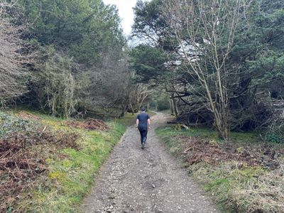 Woodland paths at Box Hill