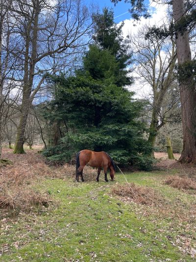 Wild New Forest ponies along the route