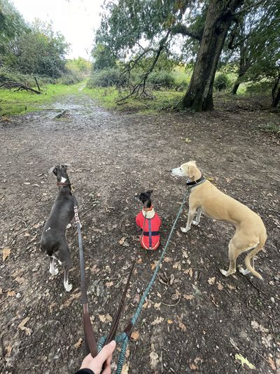 Dogs must be kept under close control at Knepp Rewilding Project