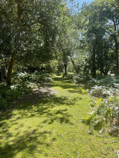 Busketts Lawn, New Forest