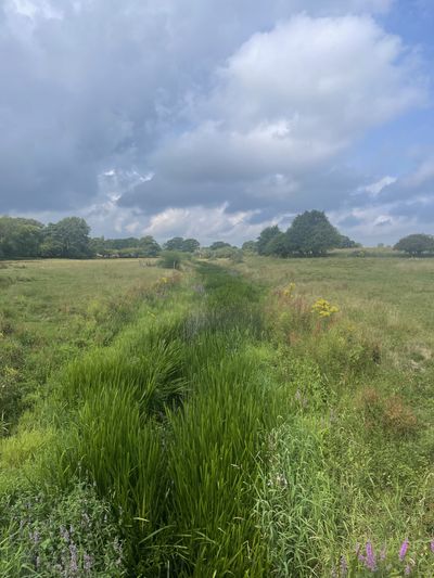 Knepp Rewilding Project