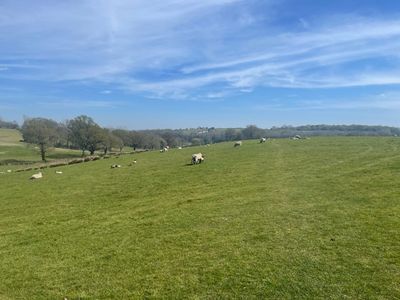 Sheep at Hare Farm, Westfield