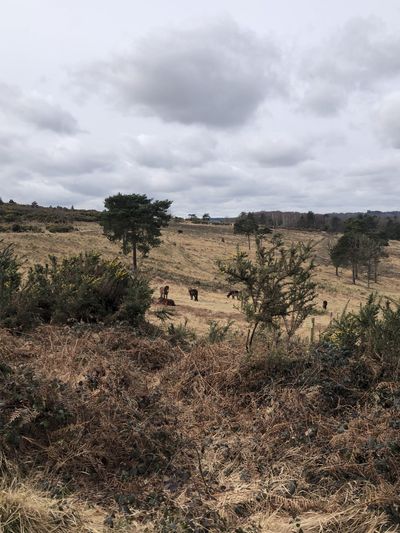 Ponies on the Ashdown Forest