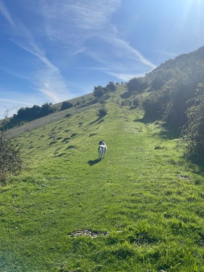 Walking up the South Downs towards the Queen Victoria Golden Jubilee plantation