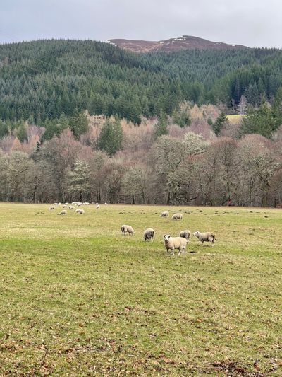 Sheep in the field adjacent to the path