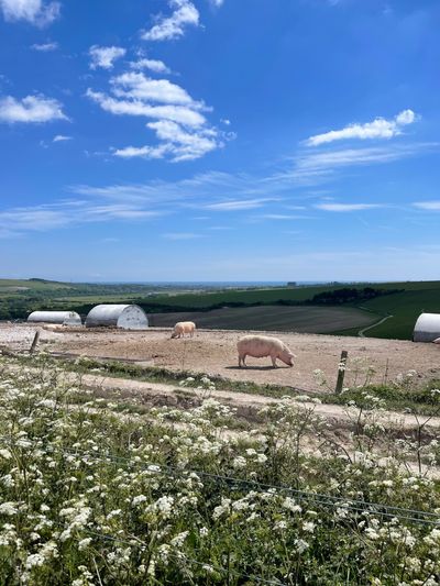 Pig farm just after Botolphs, with views out to sea