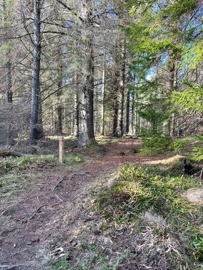 Red markers guide you through the woodland