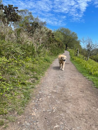 Bess on the path over the Teign Gorge