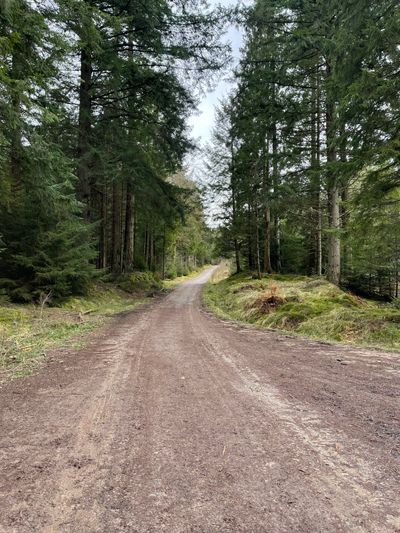 Woodland path at The Hermitage
