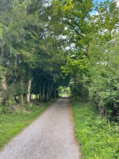 One of the few shaded sections of this route, along Graffham Down