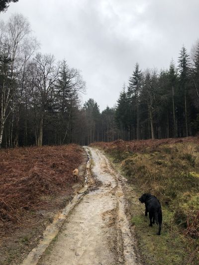 Hattie on the Ashdown Forest