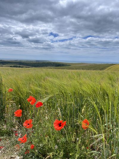 Poppies en route, looking towards Seaford