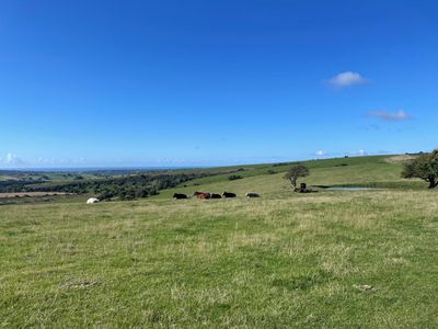 Cows along the South Downs Way, with Brighton in the distance