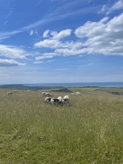 Lots of livestock en route - keep dogs under close control