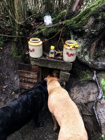 Labradors Ruby and Hattie exploring Winnie the Pooh's House on the Ashdown Forest