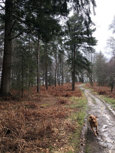 Ruby on the Ashdown Forest