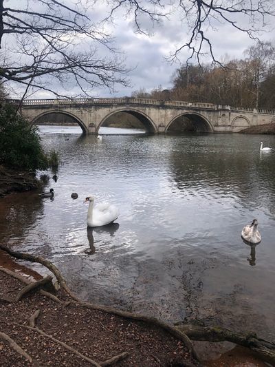 The ornamental bridge with resident swans