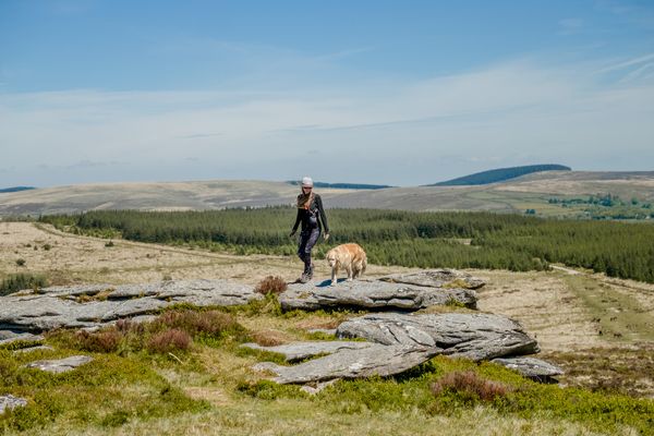 Laughter Tor and Bellever Tor