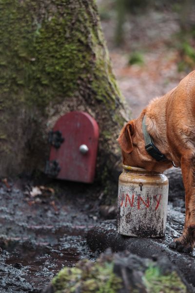 Labrador Ruby at Piglet's house on the Ashdown Forest