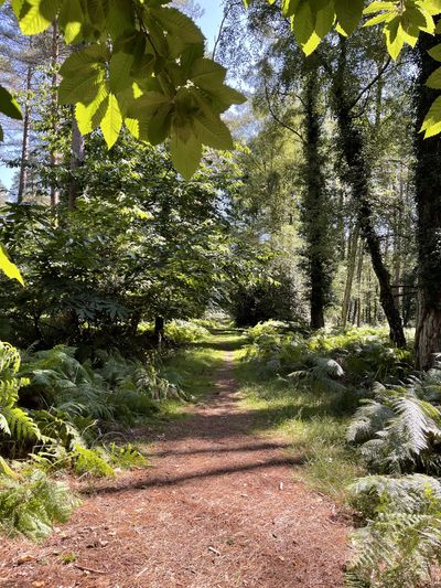 Ashurst Wood, New Forest