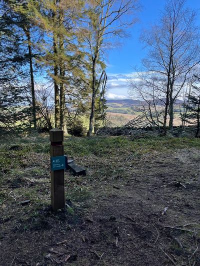 Circling back through the trees, there is the option to extend your hill walk or head back towards the Castle at this post