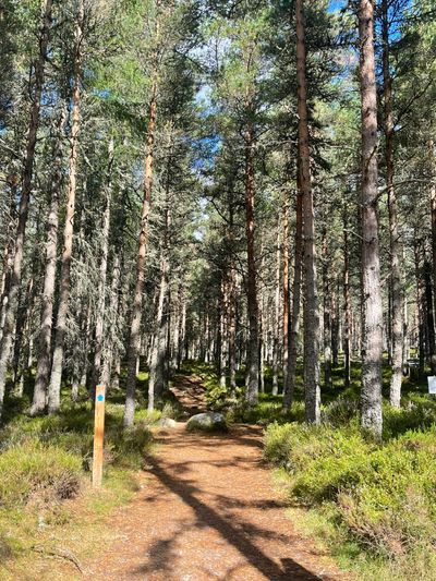 Blue arrows guide you along the route