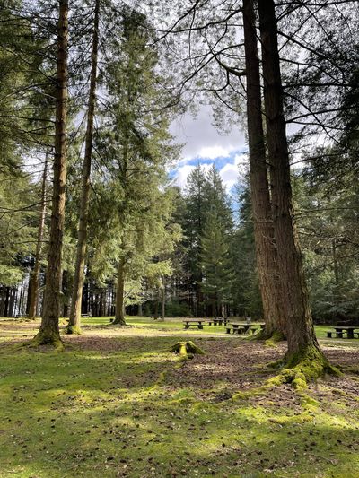 Picnic benches just in the woods by the car park