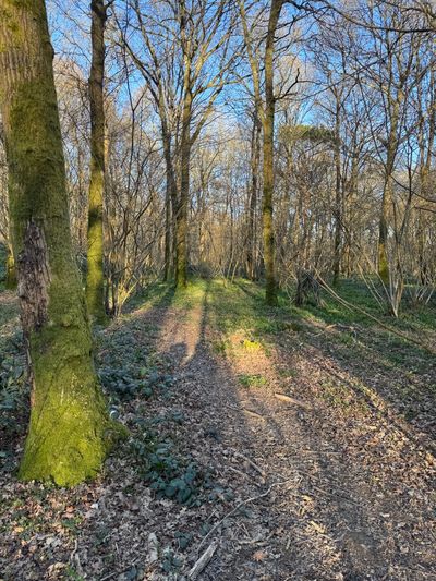 Abbot's Wood