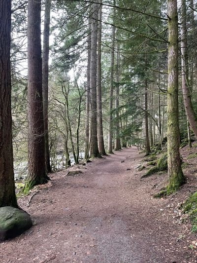Woodland footpath alongside the River Braan at The Hermitage